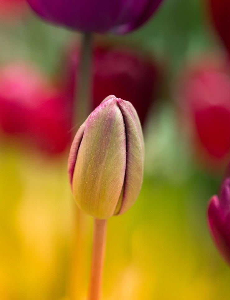 Foto close-up de tulipa na planta