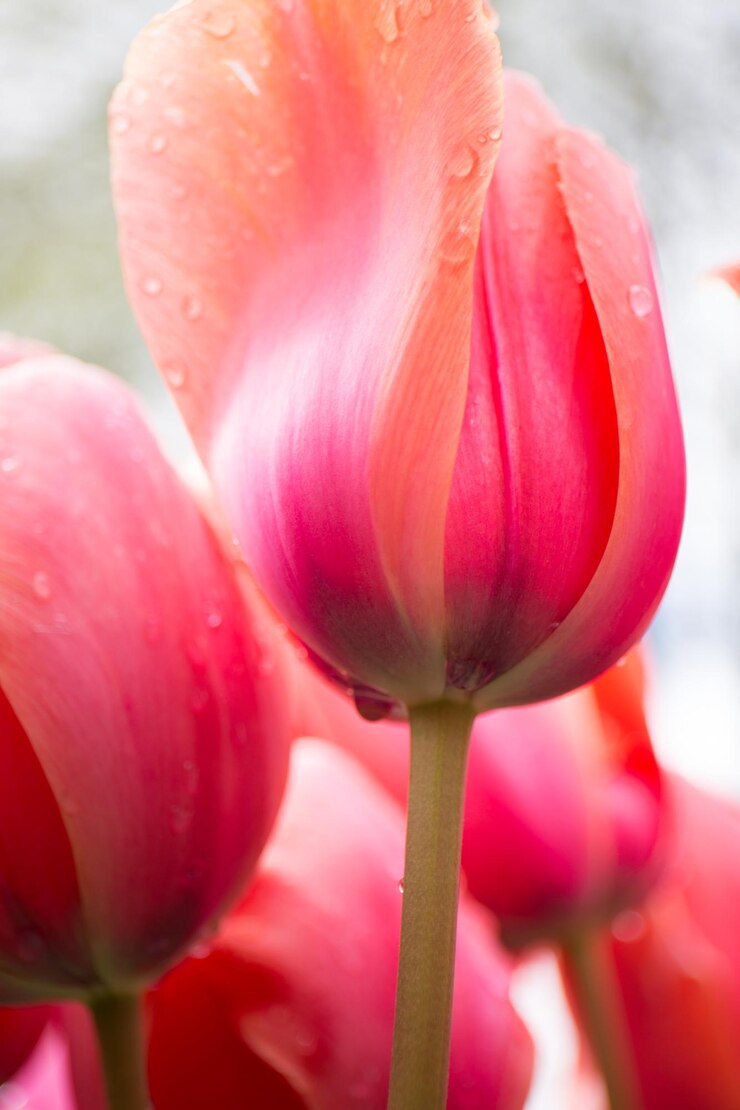 Foto close-up de tulipa rosa