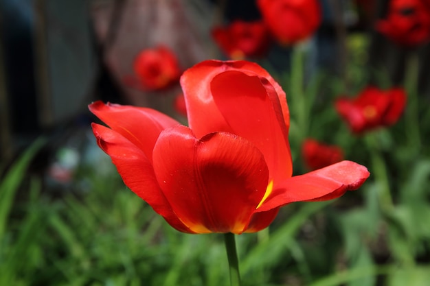 Close-up de tulipa vermelha e amarela única