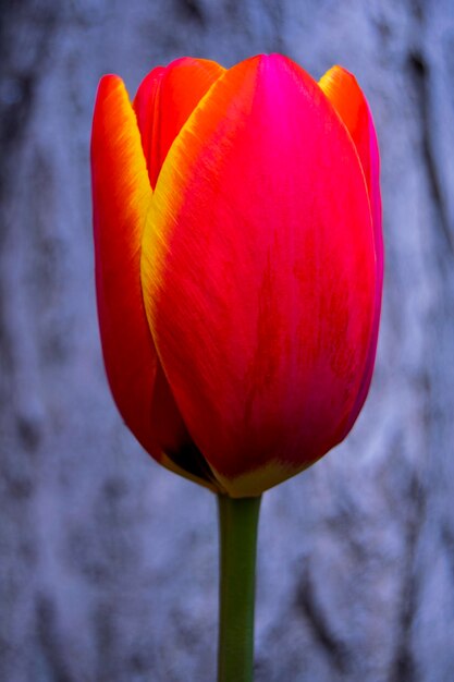 Foto close-up de tulipa vermelha florescendo ao ar livre