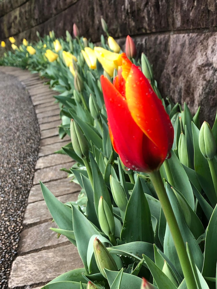 Foto close-up de tulipa vermelha na planta