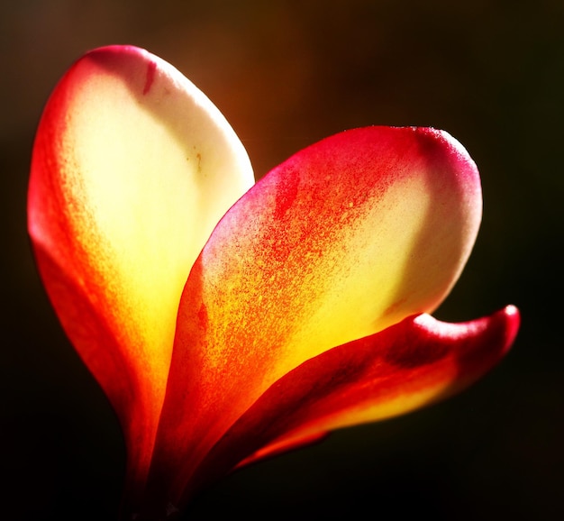 Close-up de tulipa vermelha