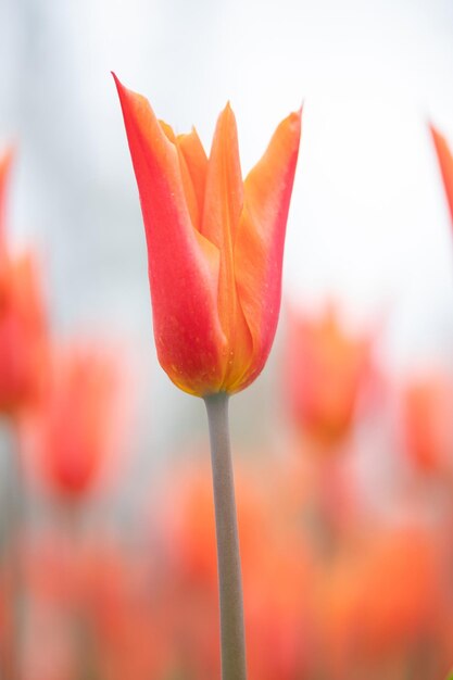 Foto close-up de tulipa vermelha