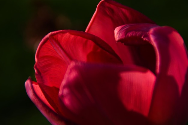 Close-up de tulipa vermelha