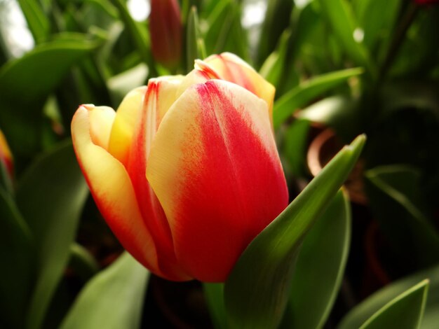 Foto close-up de tulipa vermelha