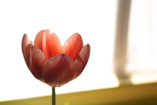 Foto close-up de tulipa vermelha
