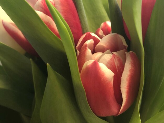 Foto close-up de tulipa vermelha