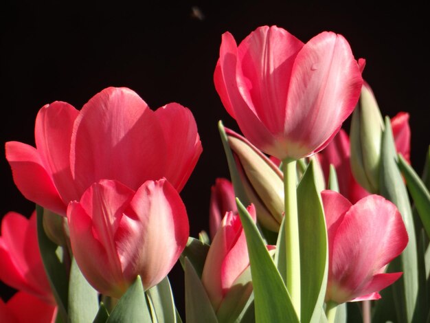 Foto close-up de tulipa vermelha