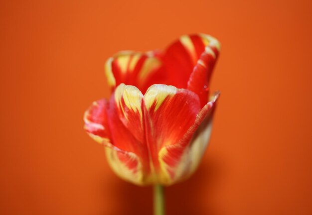 Foto close-up de tulipa vermelha