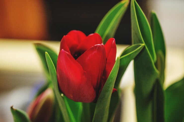 Foto close-up de tulipa vermelha