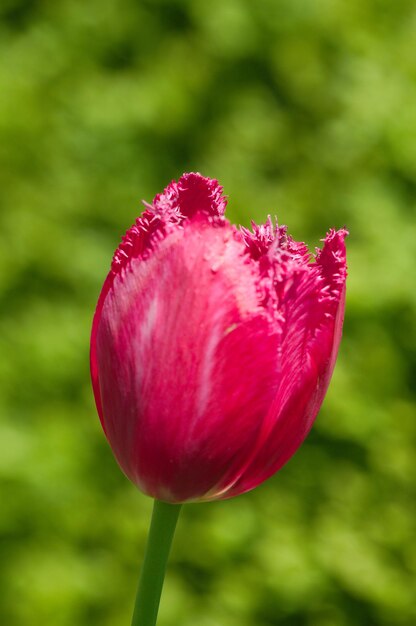 Foto close-up de tulipa vermelha