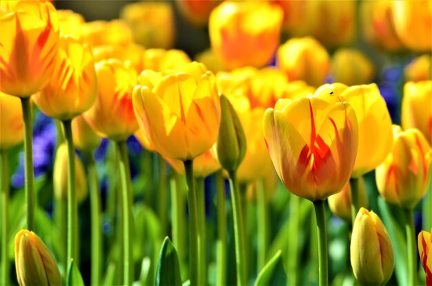 Foto close-up de tulipas amarelas