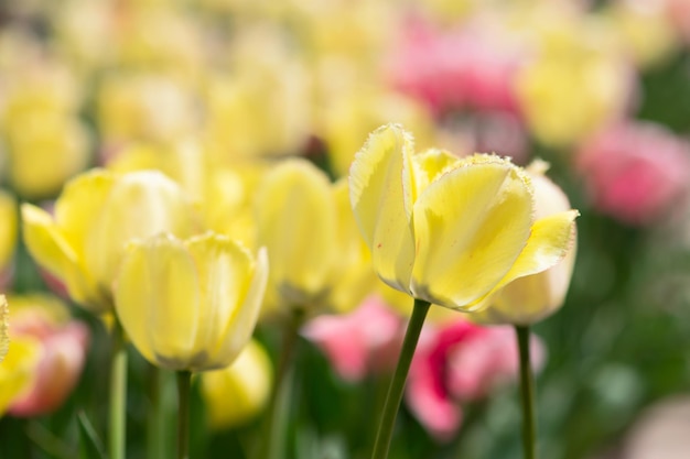 Close-up de tulipas amarelas