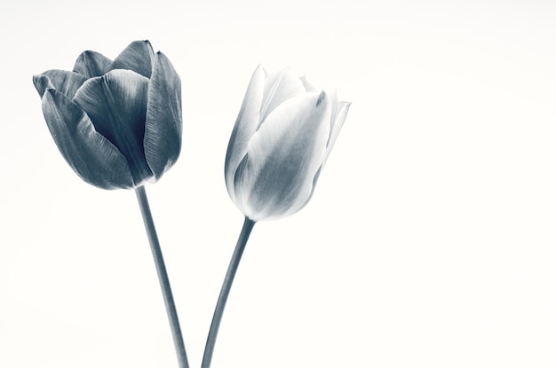 Close-up de tulipas contra fundo branco
