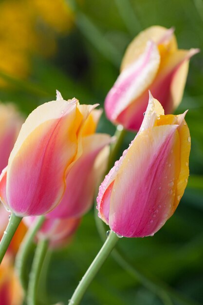 Foto close-up de tulipas cor-de-rosa florescendo no parque