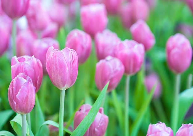 Close-up de tulipas cor-de-rosa no campo
