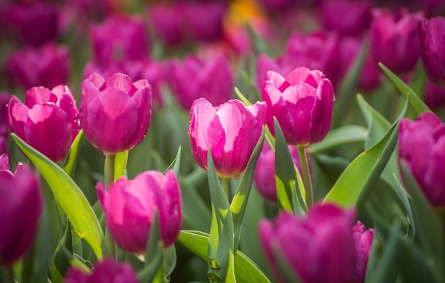 Close up de tulipas cor de rosa no jardim