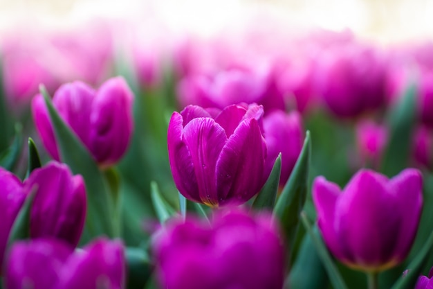 Close up de tulipas cor de rosa no jardim