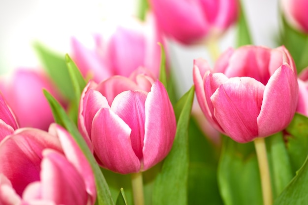 Foto close-up de tulipas cor-de-rosa