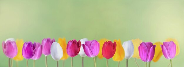 Foto close-up de tulipas cor-de-rosa