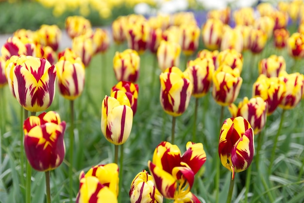 Close-up de tulipas em campo