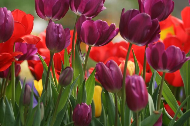 Foto close-up de tulipas em um parque