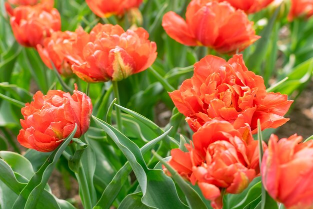 Close-up de tulipas florescendo da primavera vermelha Fundo de flores da primavera Belo jardim floral Parque decorativo