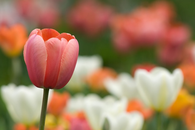 close-up de tulipas. Fundo flor