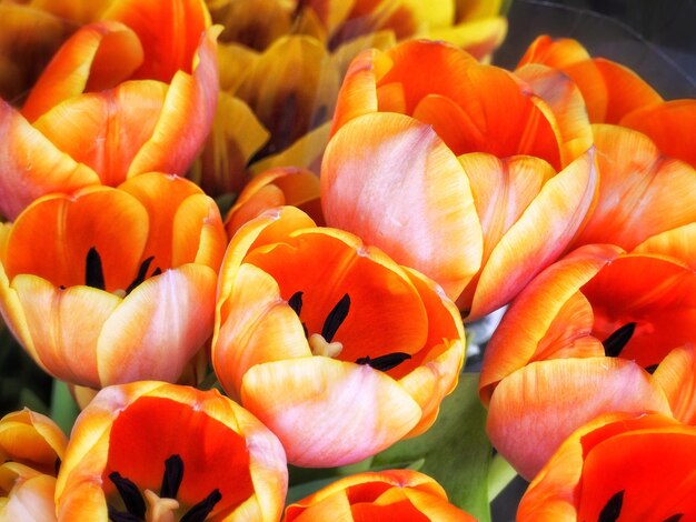 Foto close-up de tulipas laranjas