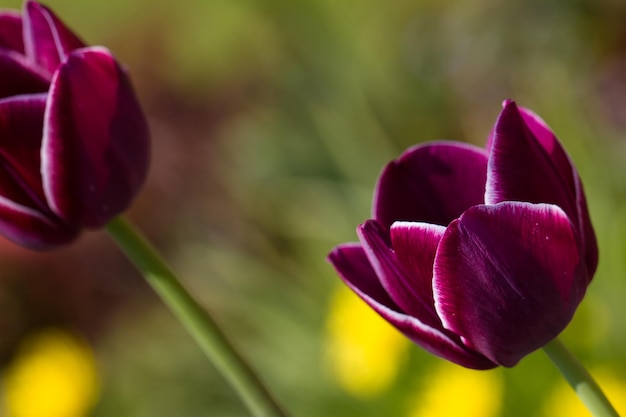 Close-up de tulipas magenta