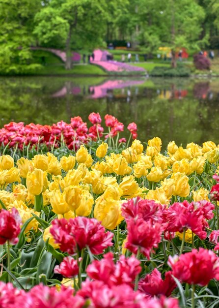 Foto close-up de tulipas multicoloridas no jardim