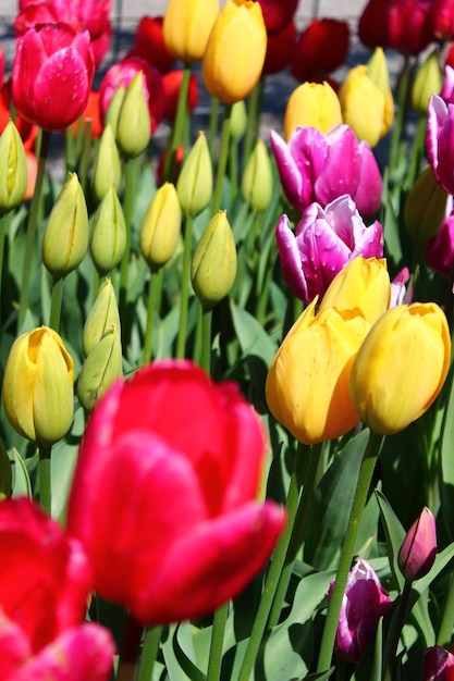 Foto close-up de tulipas multicoloridas