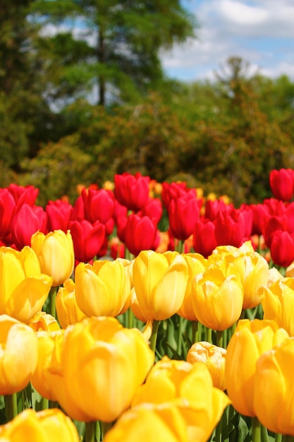 Foto close-up de tulipas no campo