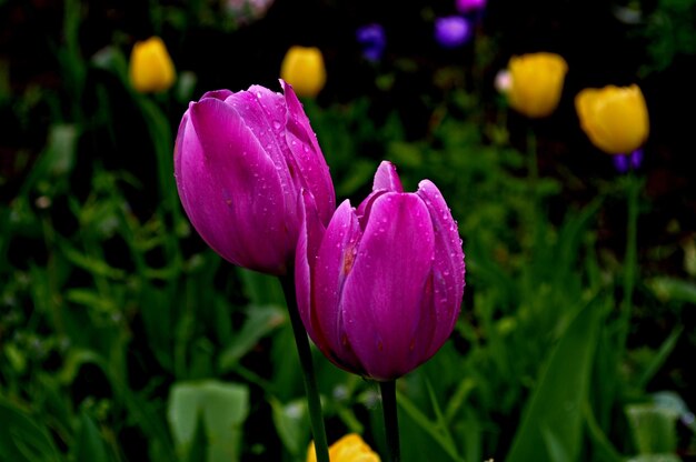 Foto close-up de tulipas roxas florescendo ao ar livre