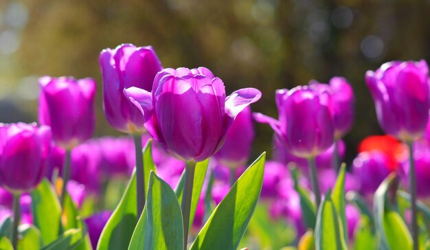 Foto close-up de tulipas roxas