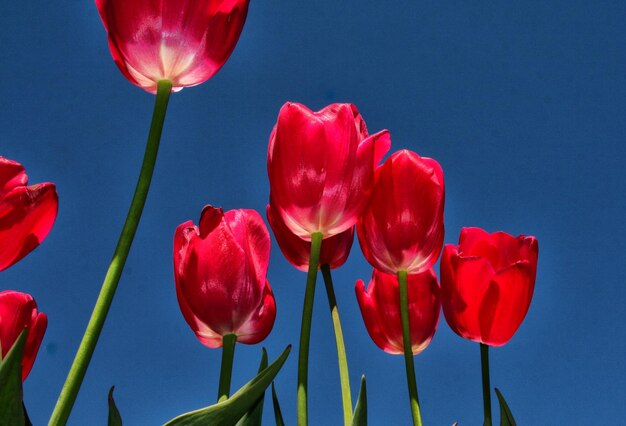 Foto close-up de tulipas vermelhas contra o céu azul