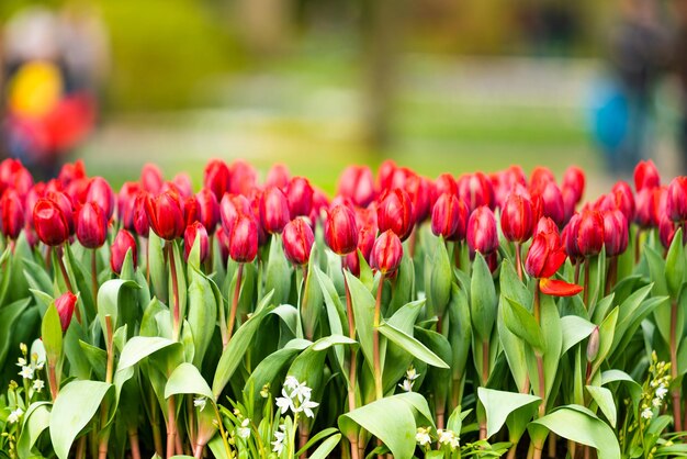 Close-up de tulipas vermelhas no campo