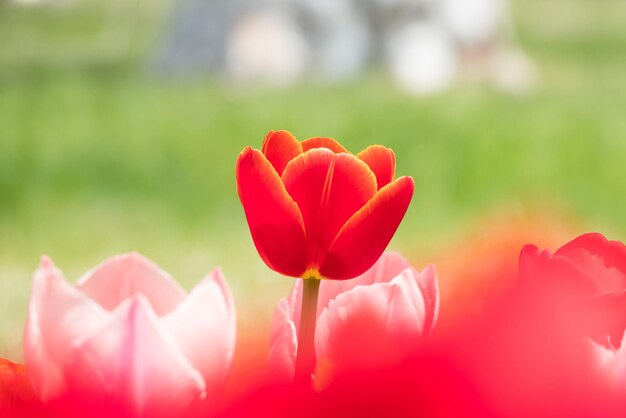 Foto close-up de tulipas vermelhas no campo