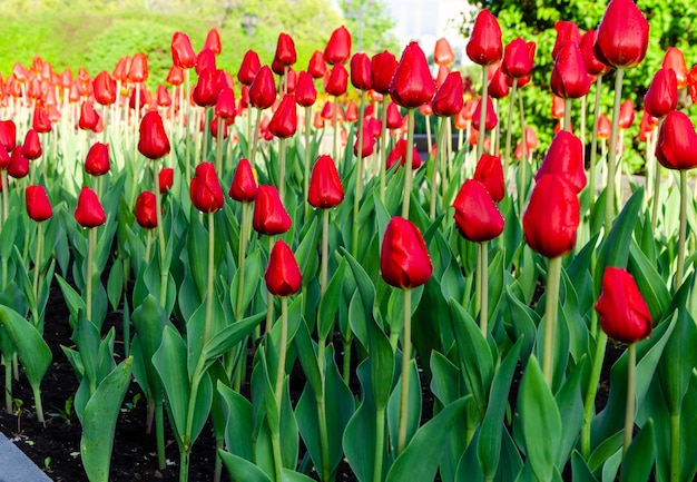 Close-up de tulipas vermelhas vista de baixo.