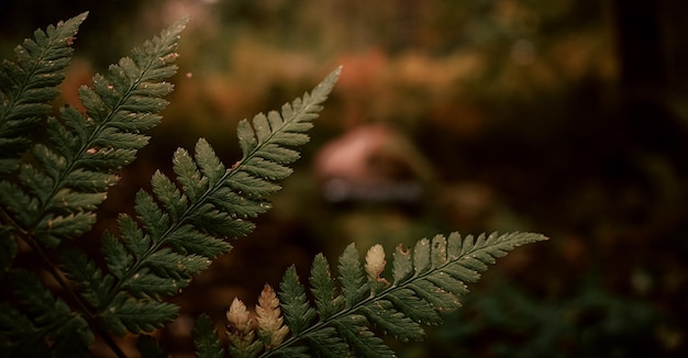 Close-up de um abeto