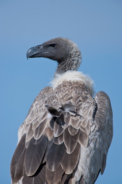 Foto close-up de um abutre de dorso branco