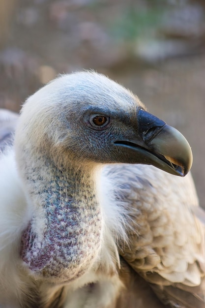 Close-up de um abutre-grifo em um zoológico. Conceito de conservação.