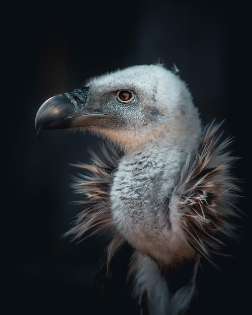 Foto close-up de um abutre-pássaro