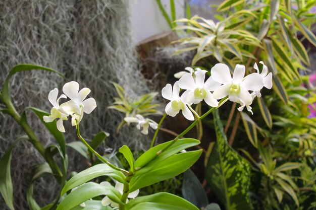 Foto close-up de um aglomerado de orquídeas cambria royal botanical gardens peradeniya sri lanka copiar espaço para texto