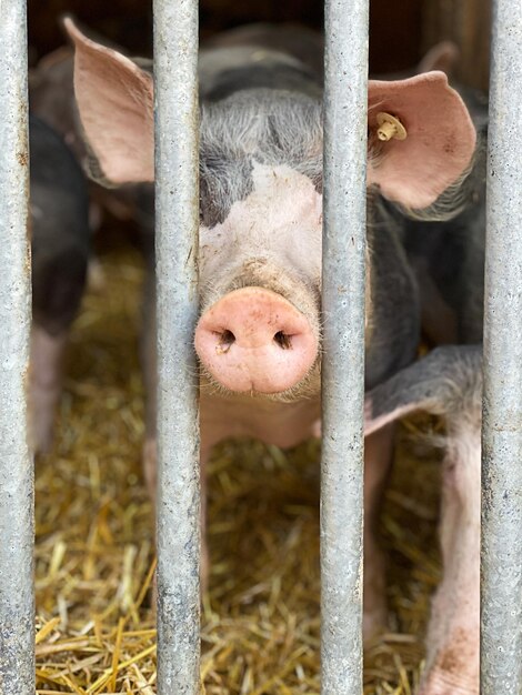 Close-up de um animal em gaiola