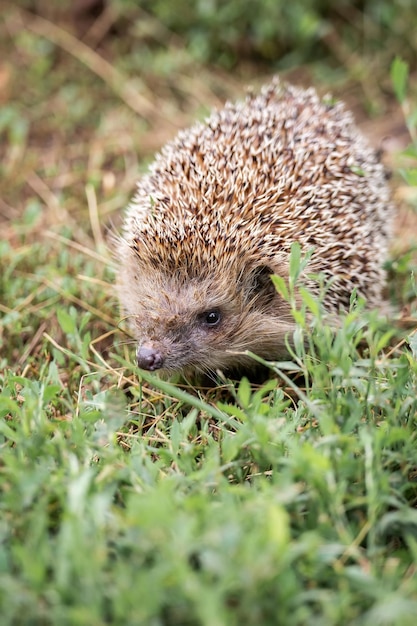 Foto close-up de um animal na grama