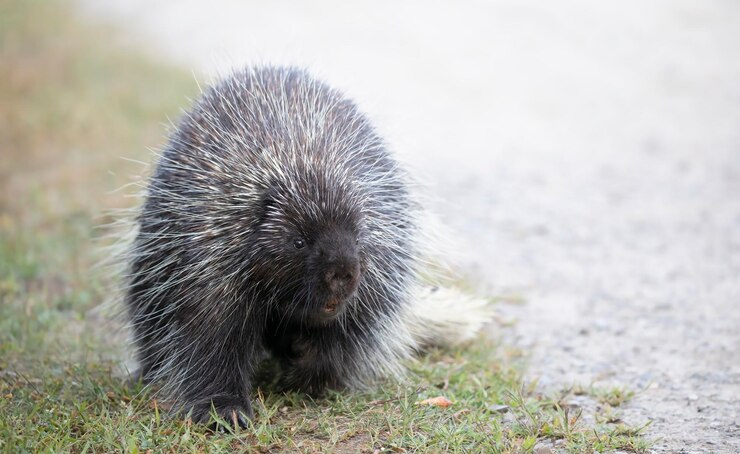 Foto close-up de um animal no campo