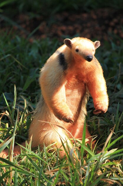 Close-up de um animal no campo