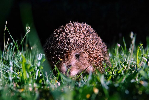 Foto close-up de um animal no campo