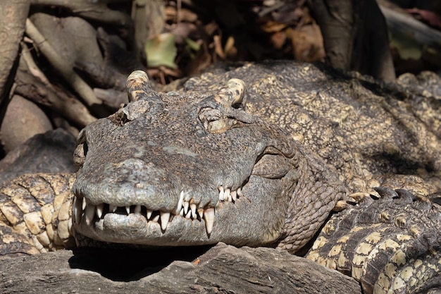 Foto close-up de um animal no zoológico